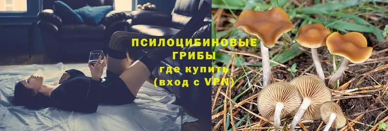 Псилоцибиновые грибы Psilocybine cubensis  где можно купить наркотик  Дубовка 